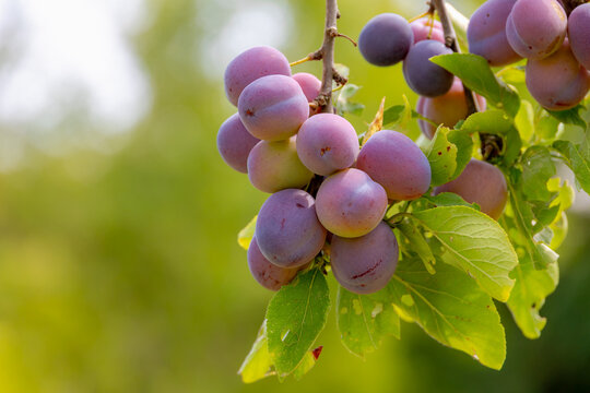 Selective focus of ripening purple Opal plums fruits on tree with green leaves and sunlight in the orchard, Prunus domestica is a species of flowering plant in the family Rosaceae, Natural background.
