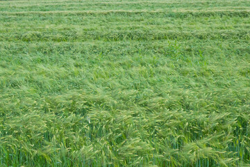 Fototapeta premium Horizontal close-up of a vibrant green barley field with long awns and stalks. Great for nature textures, agricultural backgrounds, and eco-friendly design.