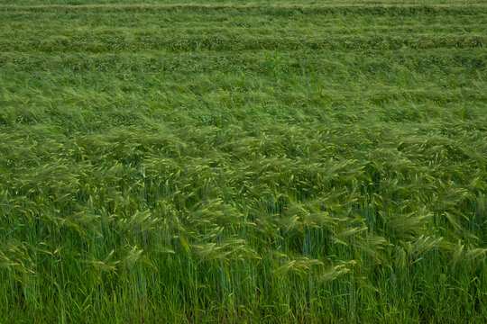 Horizontal close-up of a green barley field with gentle movement and soft texture. Great for nature backgrounds, agricultural patterns, and organic design.