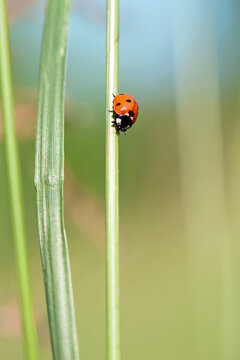 Coccinellidae is a widespread, Ladybird beetle, ladybugs. red beetle with black dots. insects in the wild. natural background. macro nature. ladybug sitting on a meadow plant. small predatory insect