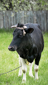 cow. Dairy cow in the pasture. black young cow, stands on green grass. spring day. milk farm. home animal. cattle. the cow is grazing in the meadow. close-up. animal near the house