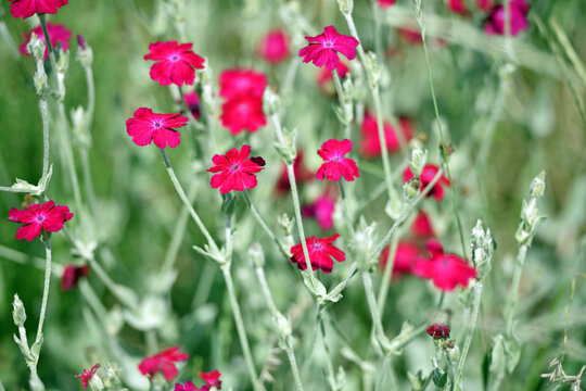 flower Silene coronaria. floral background, flowering season. close-up of meadow flowers. wild red flowers. spring flowerbed. Lychnis coronaria is blooming in the garden.