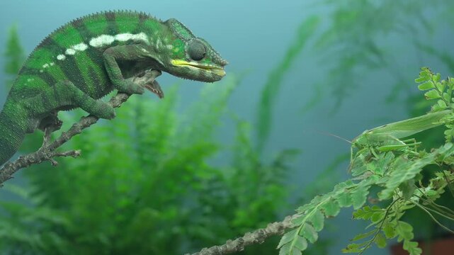 Vivid green chameleon striking to vibrant green long-winged female grasshopper, holding prey with its long projectile tongue. Young chameleon catching great grasshopper, slow motion