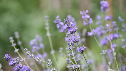 lavender. Green bushes with blue flowers. Lavandula flowering season. Close-up of small purple lavender flowers. The beauty of nature, macro photography. blooming fields. spring or summer © Oleksandr Filatov