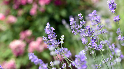 lavender. Green bushes with blue flowers. Lavandula flowering season. Close-up of small purple lavender flowers. The beauty of nature, macro photography. blooming fields. spring or summer © Oleksandr Filatov