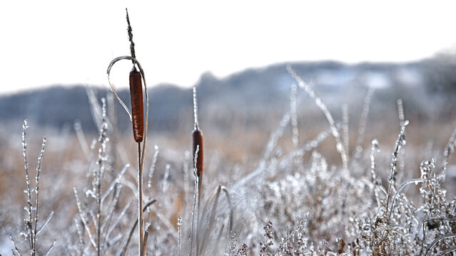 Typha close-up. Phragmites australis. photo with dry Reeds, Typha Latifolia, also called bulrush, reedmace, cattail or corn dog grass, on the shore of the frozen lake. autumn season. winter time