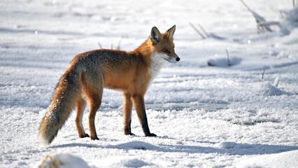 Obraz premium Vulpes, Red Fox in the Snow. animal in winter, in its natural habitat. fox hunting in winter season. Predator in nature. Red fur. a cunning, dangerous and beautiful animal close-up