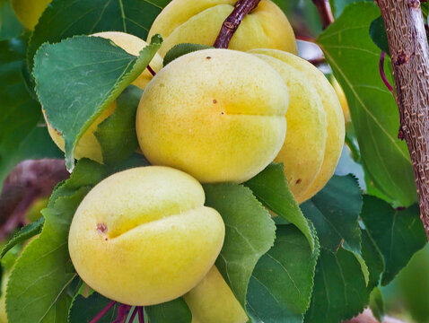 Apricot (Prunus armeniaca).