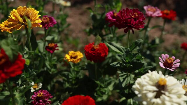 Butterfly flying from flower to flower among colorful zinnia blooms