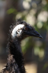 Close Up Portrait of an Emu Head in Profile © blueringmedia