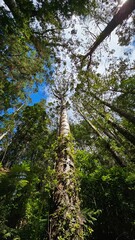 Fototapeta premium Kāuri trees in the forest