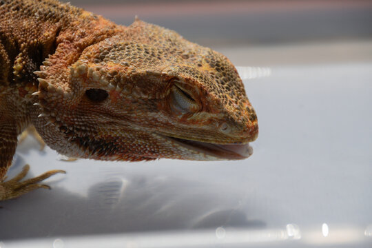 Bearded Dragon drinking water close-up