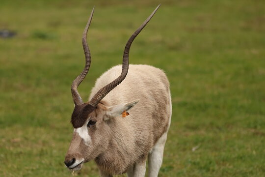 Addax Antelope with Long Spiral Horns Standing in Green Field
