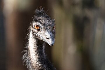 Close Up Portrait of an Australian Emu with Orange Eyes © blueringmedia