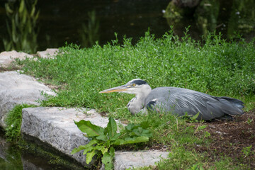 A Grey Heron in nature © Ravyn