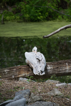 A Dalmatian Pelican sitting on a tree trunk