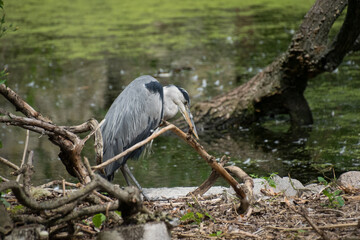 A Grey Heron in nature © Ravyn