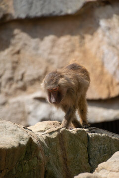 Close up of a Hamadryas Baboon