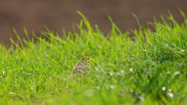 Yellowhammer Foraging in Agricultural Landscape at Sunset, Autumn Wildlife 4K