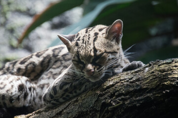 A close-up of a Margay on a tree © Giulia Velaine