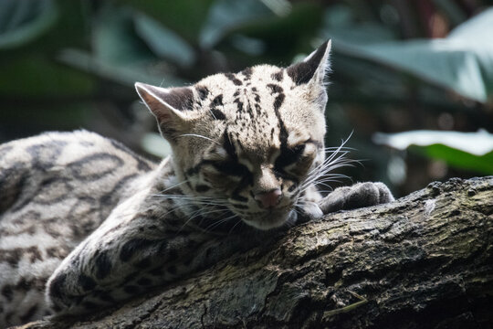 A close-up of a Margay on a tree