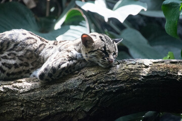 A close-up of a Margay on a tree © Ravyn