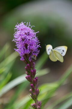 Close up of a butterfly on a Blazing Star