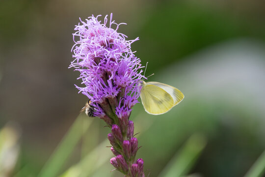 Close up of a butterfly on a Blazing Star