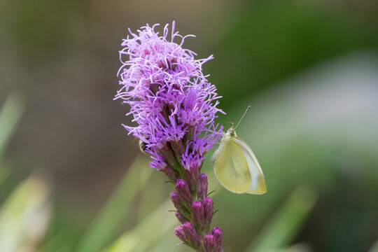 Close up of a butterfly on a Blazing Star