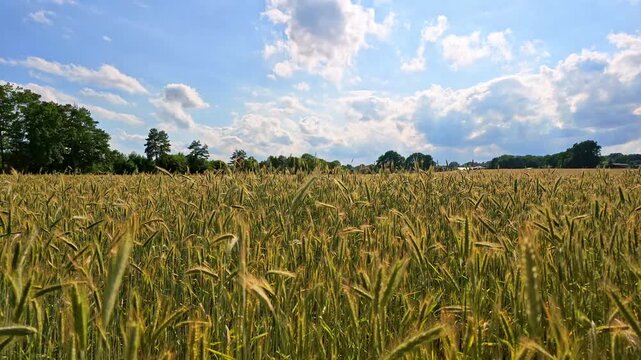 Wheat field. Golden wheat field. Ears of golden wheat. Agricultural field wheat in picturesque summer scenery. Crop field. Grain harvest. Golden spikelet