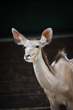 A portrait of a Greater Kudu Female