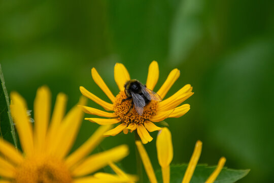 Close up of a bee pollinating