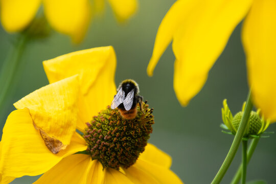Close up of a bee pollinating