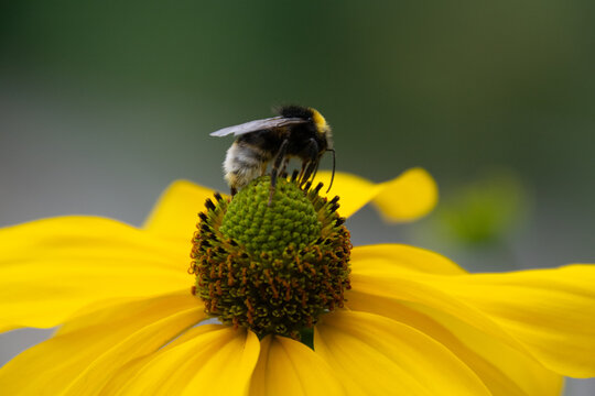 Close up of a bee pollinating