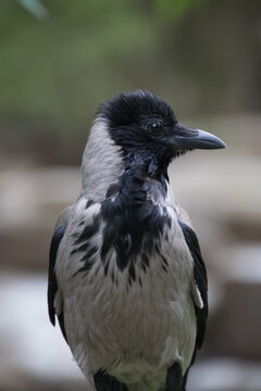 Close up of a Hooded Crow