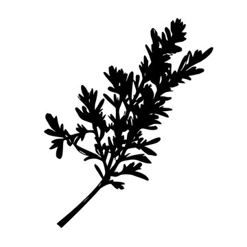 Tarragon set with single weight line drawing of fresh sprig featuring tarragon, herbal, culinary with line art and minimalist style