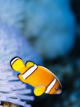 Clownfish lives in bleached anemone,4K
