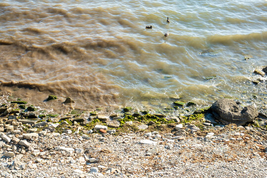 Tranquil Lakeside Scene With Ducks Swimming Near Rocky Shoreline