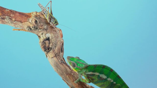 Slow motion of young, vibrant Panther chameleon (Furcifer pardalis) predation sequence, long, muscular tongue is connecting with large bush-cricket, isolated on vibrant, sky-blue background.