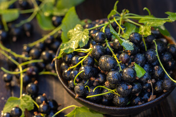 Freshly picked organic blackcurrants in bowl and scattered berries © Victoria Kondysenko