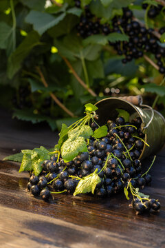 Freshly harvested blackcurrants spilling from a green bucket