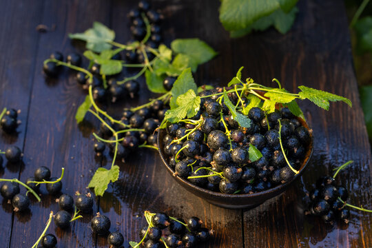 Freshly picked blackcurrant berries filling bowl on rustic table
