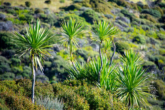 "Arai te Uru" Nature Reserve in Northland - New Zealand