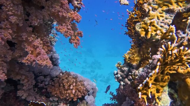 Pull back shot showing stunning tropical coral reef scenery with shoals of fish swimming on wall in Red Sea framed in hole of pinnacle bommy