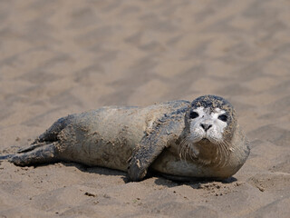 Common Seal, junger Seehund (Phoca vitulina) © scubaluna