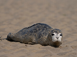 Common Seal, junger Seehund (Phoca vitulina) © scubaluna