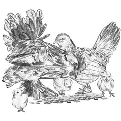 A pencil sketch of a rooster, a hen, and three chicks together on a white background. Perfect for large farm family illustrations, rustic wall art, and cottagecore lifestyle decor.