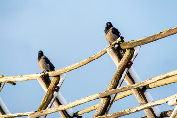 Obraz premium Hooded Crows in Northern Norway