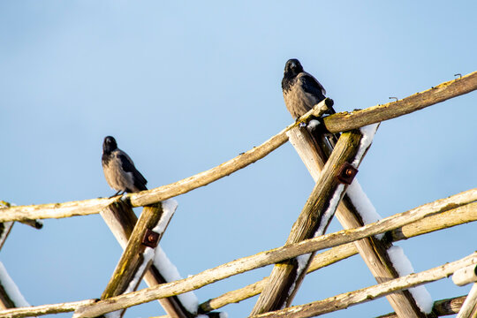 Hooded Crows in Northern Norway
