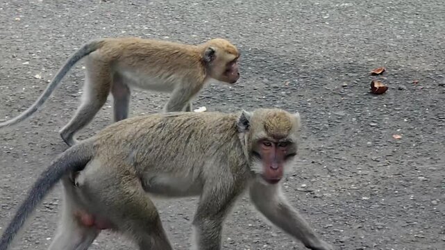The long-tailed macaque (Macaca fascicularis) is a highly intelligent and adaptable omnivorous primate. Its main characteristics include its ability to swim and dive for food.